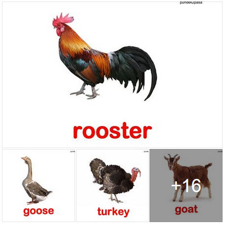 դѾѵ㹿ѧ Ū촤Ѿѵ㹿ѧ 㺤Ѿѵ㹿ѧ