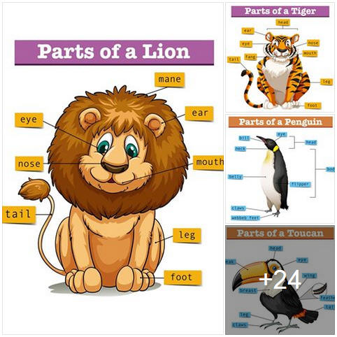 㺤Ѿѧ ͧТͧѵ (Parts of Animals)
