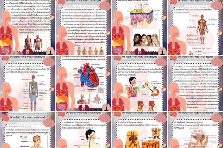 ͡¹͹ 㺤 ͧҧ¢ͧ ԪԷʵ