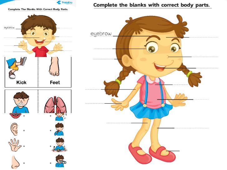 �����͡�����¹����͹ Parts of the body 㺧ҹ���Ѿ�������ѧ�����ǹ��ҧ� �ͧ��ҧ��� �Ѻ���ѵä�