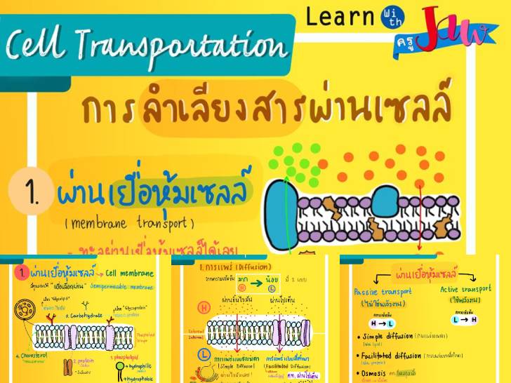 ͡¹͹ 㺤ʹͧ §üҹ Cell Transportation дѺ .