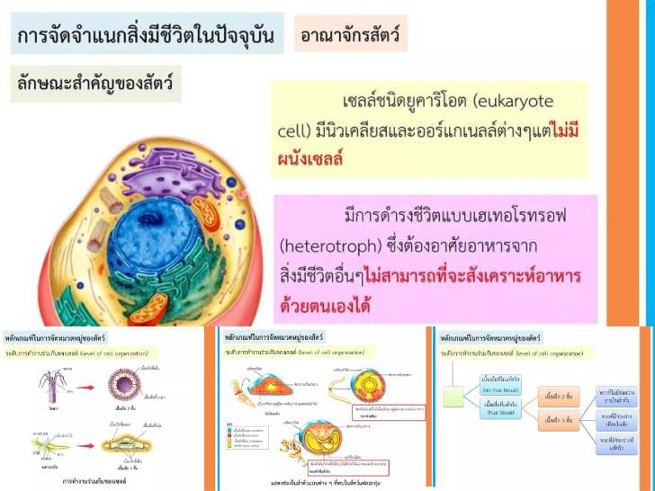 ͡¹͹ 㺤ŴʹԪԷʵ ͧ èṡժԵ