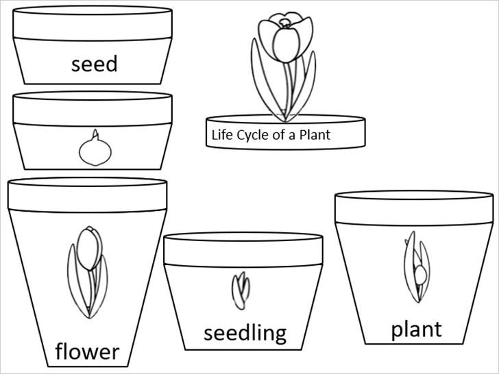 ������͡�����¹����͹ �Ҿǧ�ê��Ե�ͧ�ת��������Ѿ�������ѧ��� life cycle of a plant